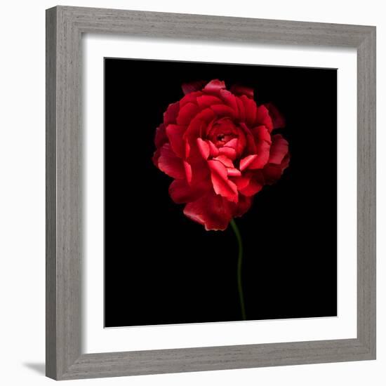 Red Ranunculus-Magda Indigo-Framed Photographic Print