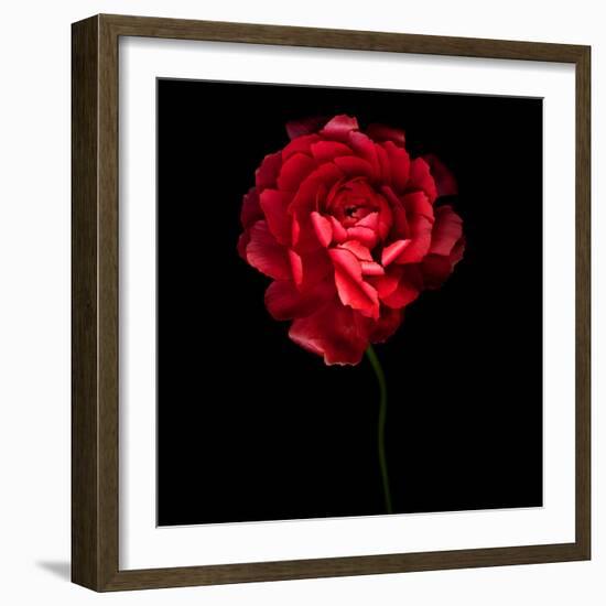 Red Ranunculus-Magda Indigo-Framed Photographic Print