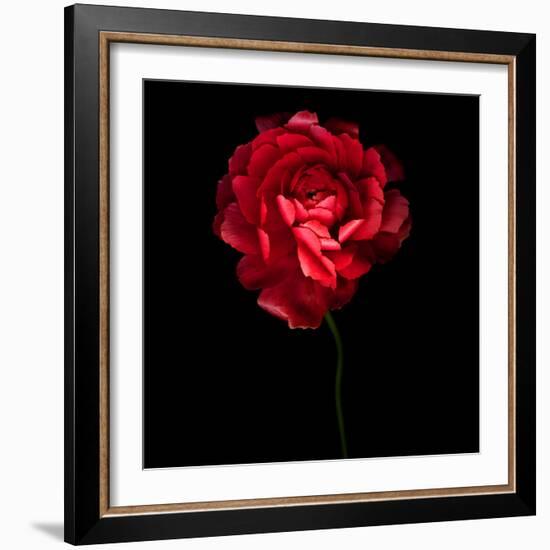 Red Ranunculus-Magda Indigo-Framed Photographic Print