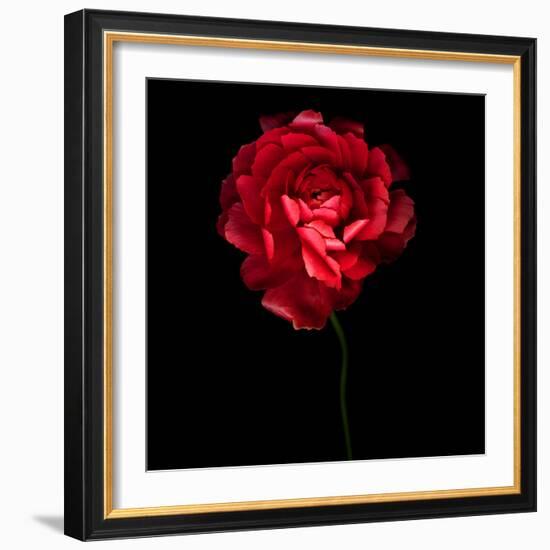 Red Ranunculus-Magda Indigo-Framed Photographic Print