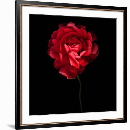 Red Ranunculus-Magda Indigo-Framed Photographic Print