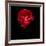 Red Ranunculus-Magda Indigo-Framed Photographic Print