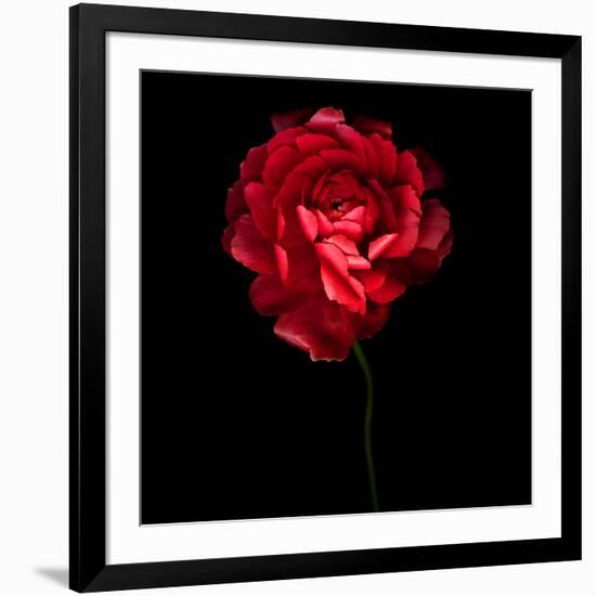 Red Ranunculus-Magda Indigo-Framed Photographic Print