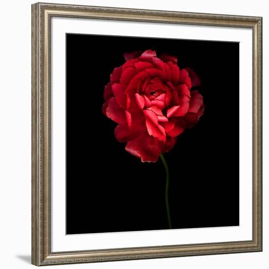 Red Ranunculus-Magda Indigo-Framed Photographic Print