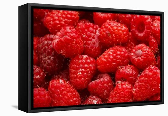 Red Raspberries, Keizer, Oregon, USA-Rick A Brown-Framed Premier Image Canvas