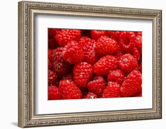 Red Raspberries, Keizer, Oregon, USA-Rick A Brown-Framed Photographic Print