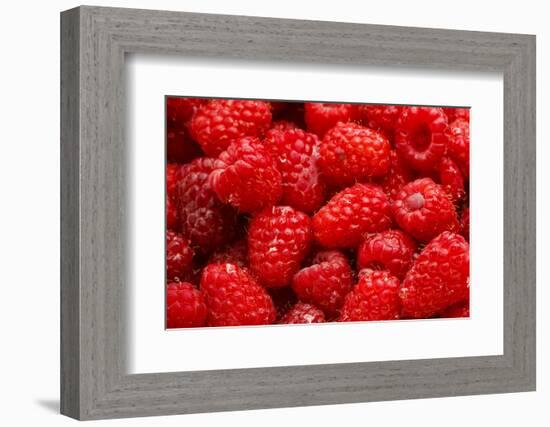 Red Raspberries, Keizer, Oregon, USA-Rick A Brown-Framed Photographic Print