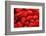 Red Raspberries, Keizer, Oregon, USA-Rick A Brown-Framed Photographic Print