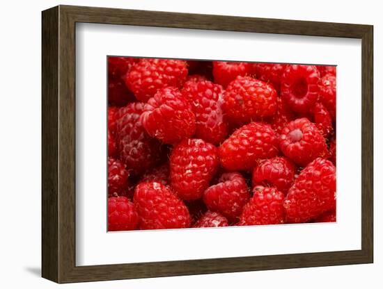 Red Raspberries, Keizer, Oregon, USA-Rick A Brown-Framed Photographic Print