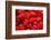 Red Raspberries, Keizer, Oregon, USA-Rick A Brown-Framed Photographic Print