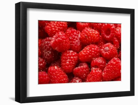 Red Raspberries, Keizer, Oregon, USA-Rick A Brown-Framed Photographic Print