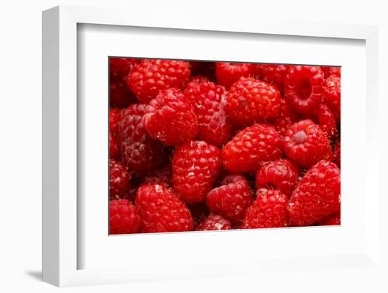 Red Raspberries, Keizer, Oregon, USA-Rick A Brown-Framed Photographic Print