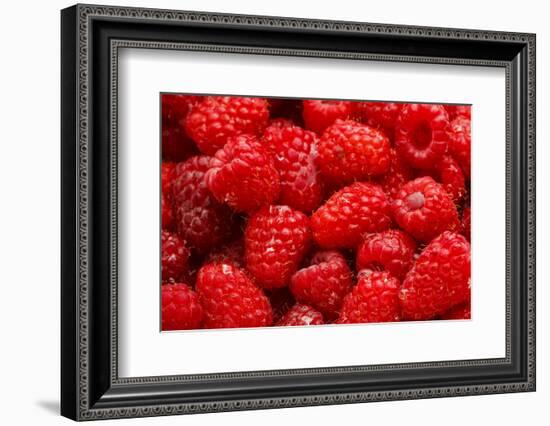 Red Raspberries, Keizer, Oregon, USA-Rick A Brown-Framed Photographic Print