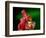 Red Realgar-Walter Geiersperger-Framed Photographic Print