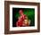 Red Realgar-Walter Geiersperger-Framed Photographic Print