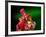 Red Realgar-Walter Geiersperger-Framed Photographic Print