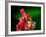 Red Realgar-Walter Geiersperger-Framed Photographic Print