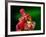 Red Realgar-Walter Geiersperger-Framed Photographic Print