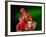 Red Realgar-Walter Geiersperger-Framed Photographic Print