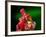 Red Realgar-Walter Geiersperger-Framed Photographic Print