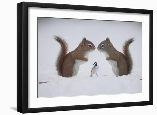 Red ! Red ! Red!! I'm Here, Your Best Friend Berry-Andre Villeneuve-Framed Photographic Print