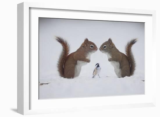 Red ! Red ! Red!! I'm Here, Your Best Friend Berry-Andre Villeneuve-Framed Photographic Print