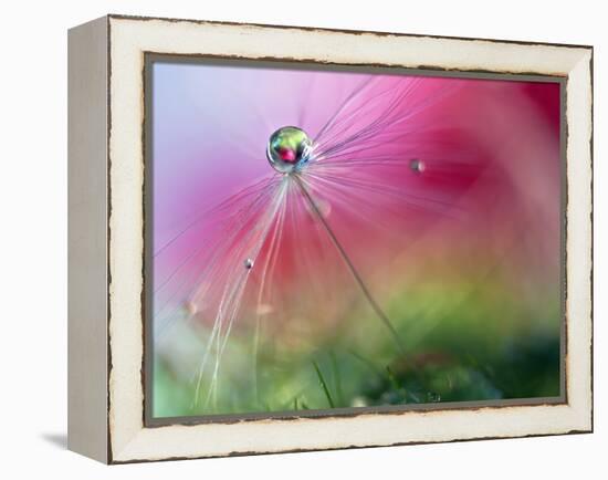 Red Rising-Heidi Westum-Framed Premier Image Canvas