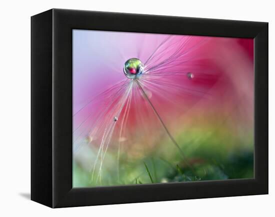 Red Rising-Heidi Westum-Framed Premier Image Canvas