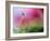 Red Rising-Heidi Westum-Framed Photographic Print