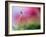 Red Rising-Heidi Westum-Framed Photographic Print