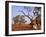 Red River Gum Tree, Eucalyptus Camaldulensis, Flinders Range, South Australia, Australia, Pacific-Neale Clarke-Framed Photographic Print