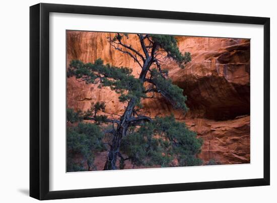 Red Rock And Tree-Lindsay Daniels-Framed Photographic Print