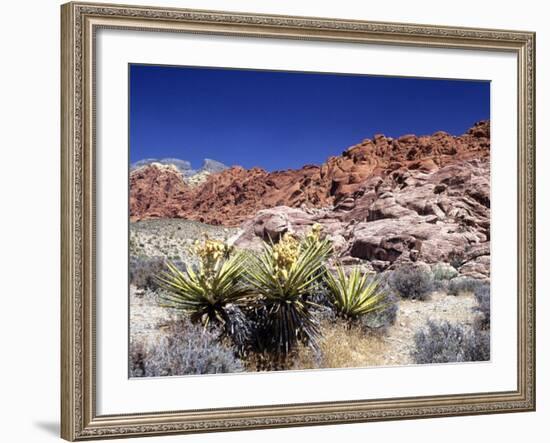 Red Rock Canyon National Conservation Area, Las Vegas, Nevada, USA-Michael DeFreitas-Framed Photographic Print