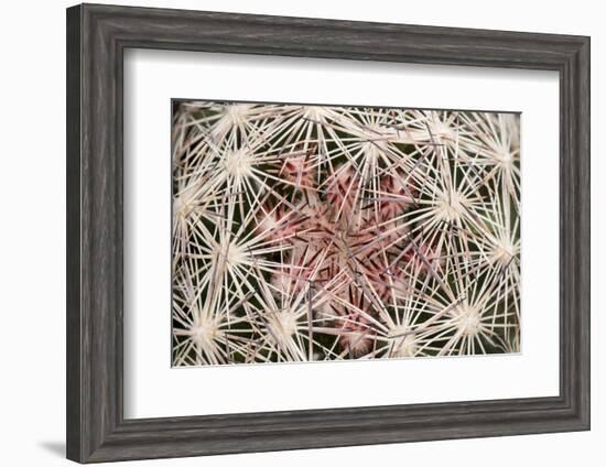 Red Rock Canyon National Conservation Area, Las Vegas, Nevada-Rob Sheppard-Framed Photographic Print