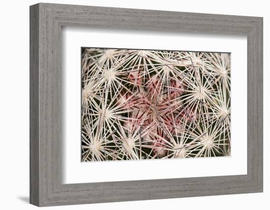 Red Rock Canyon National Conservation Area, Las Vegas, Nevada-Rob Sheppard-Framed Photographic Print