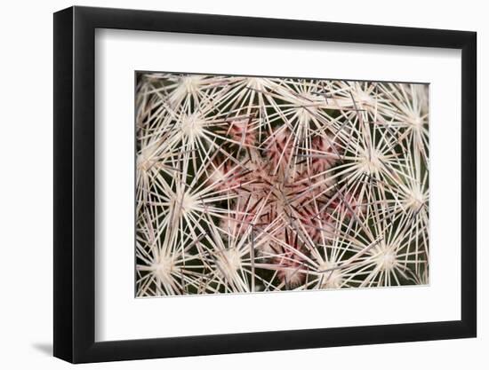 Red Rock Canyon National Conservation Area, Las Vegas, Nevada-Rob Sheppard-Framed Photographic Print