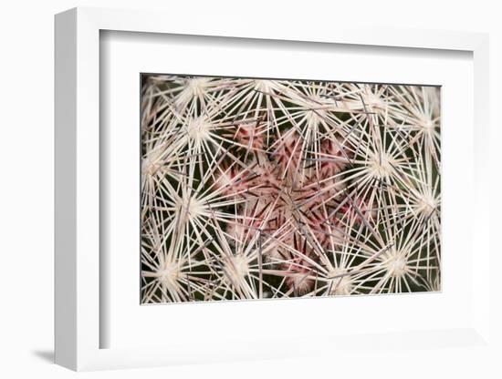 Red Rock Canyon National Conservation Area, Las Vegas, Nevada-Rob Sheppard-Framed Photographic Print