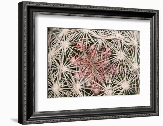 Red Rock Canyon National Conservation Area, Las Vegas, Nevada-Rob Sheppard-Framed Photographic Print