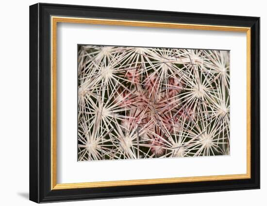 Red Rock Canyon National Conservation Area, Las Vegas, Nevada-Rob Sheppard-Framed Photographic Print