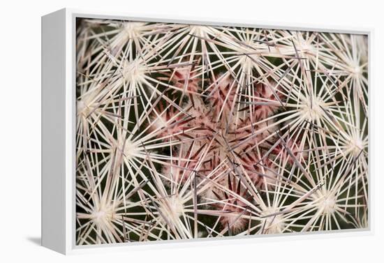 Red Rock Canyon National Conservation Area, Las Vegas, Nevada-Rob Sheppard-Framed Premier Image Canvas