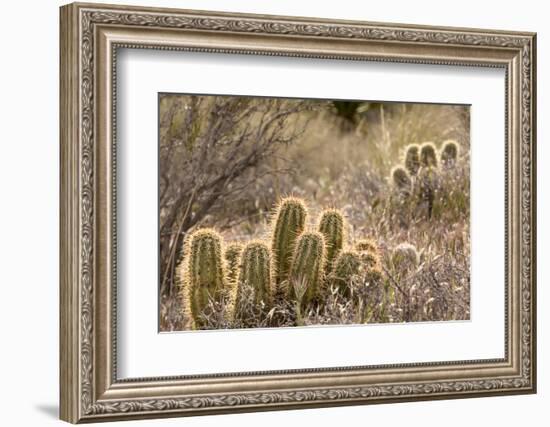 Red Rock Canyon National Conservation Area, Las Vegas, Nevada-Rob Sheppard-Framed Photographic Print