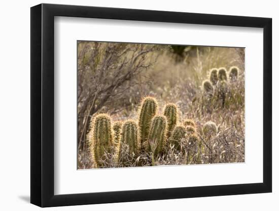 Red Rock Canyon National Conservation Area, Las Vegas, Nevada-Rob Sheppard-Framed Photographic Print