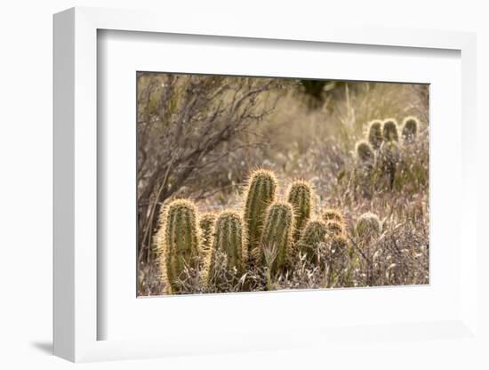 Red Rock Canyon National Conservation Area, Las Vegas, Nevada-Rob Sheppard-Framed Photographic Print