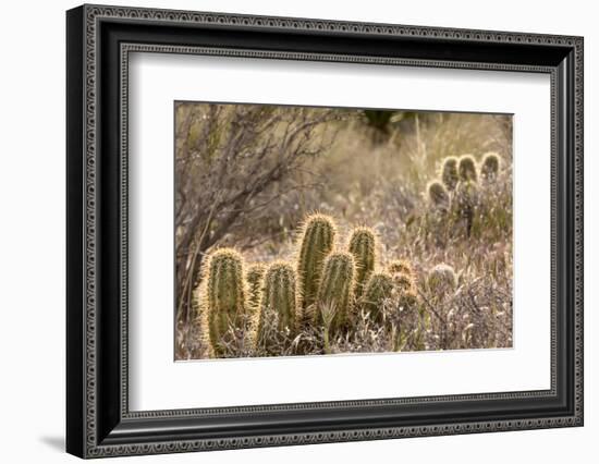 Red Rock Canyon National Conservation Area, Las Vegas, Nevada-Rob Sheppard-Framed Photographic Print