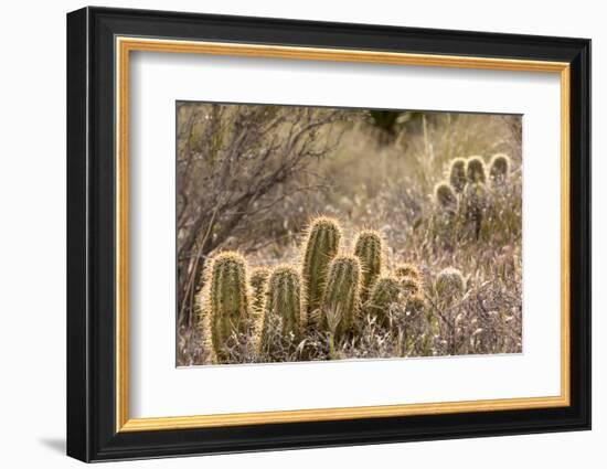 Red Rock Canyon National Conservation Area, Las Vegas, Nevada-Rob Sheppard-Framed Photographic Print