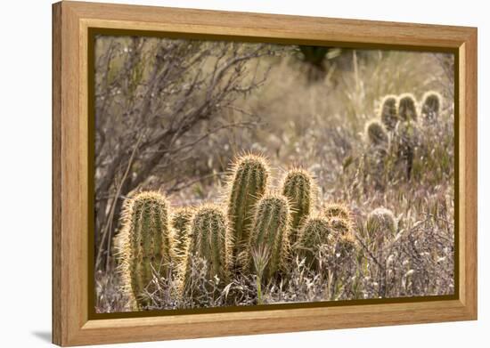 Red Rock Canyon National Conservation Area, Las Vegas, Nevada-Rob Sheppard-Framed Premier Image Canvas