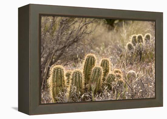 Red Rock Canyon National Conservation Area, Las Vegas, Nevada-Rob Sheppard-Framed Premier Image Canvas