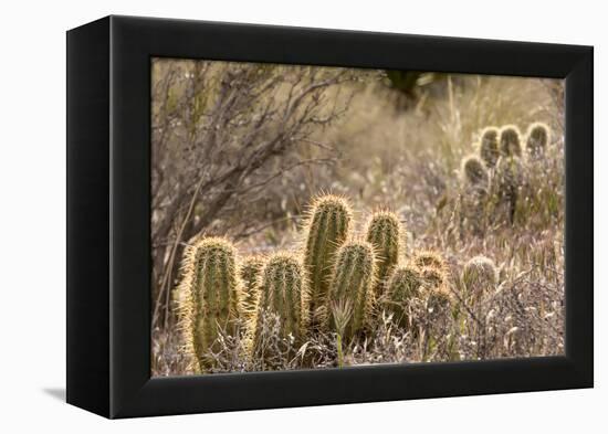 Red Rock Canyon National Conservation Area, Las Vegas, Nevada-Rob Sheppard-Framed Premier Image Canvas