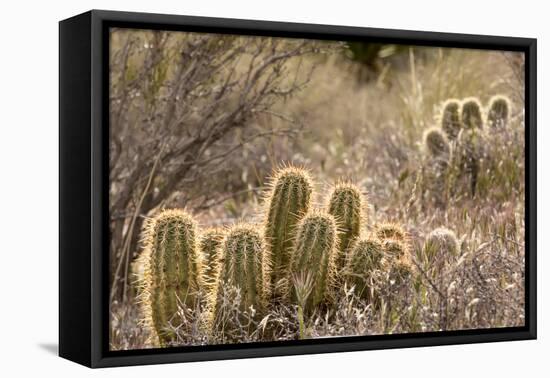 Red Rock Canyon National Conservation Area, Las Vegas, Nevada-Rob Sheppard-Framed Premier Image Canvas