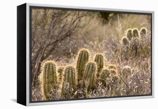 Red Rock Canyon National Conservation Area, Las Vegas, Nevada-Rob Sheppard-Framed Premier Image Canvas